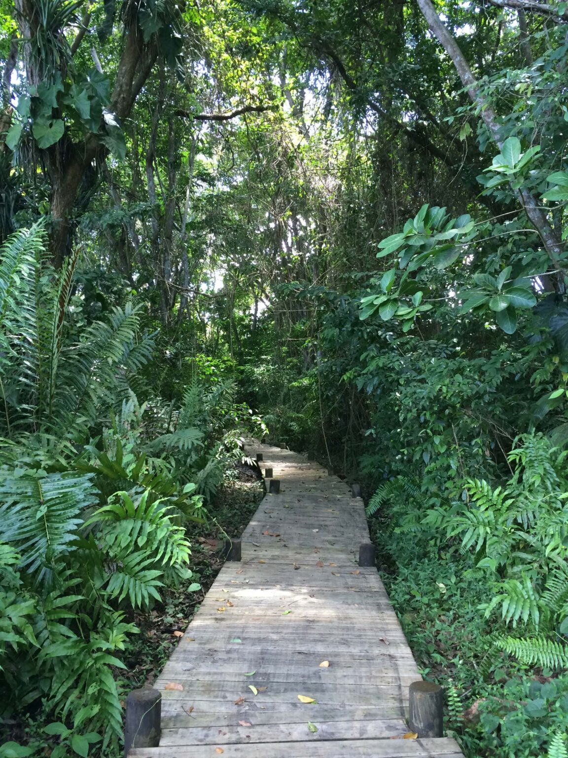 Mangrove Museum | Sycomore